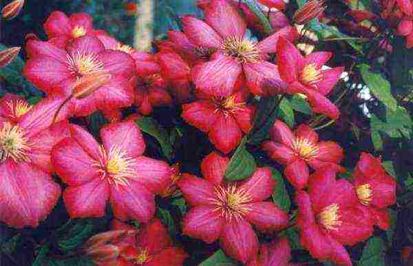 clematis planting and care outdoors in spring for beginners
