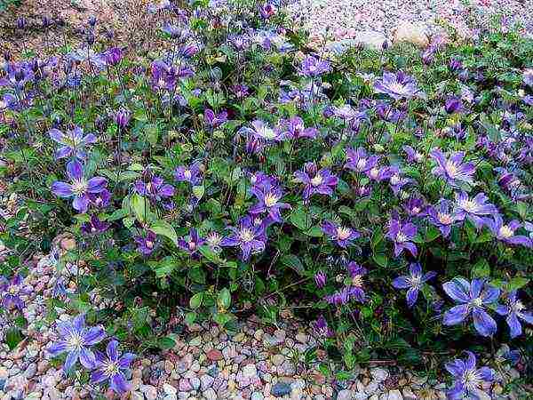 clematis planting and care in the open field in the spring for beginners