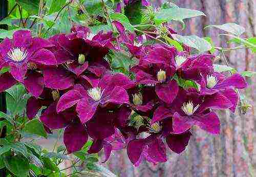 clematis planting and care outdoors in spring for beginners