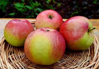 the best summer varieties of apple tree