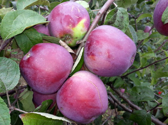 the best summer varieties of apple tree