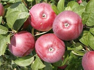 the best summer varieties of apple tree