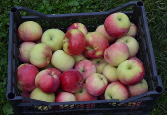 the best summer varieties of apple tree