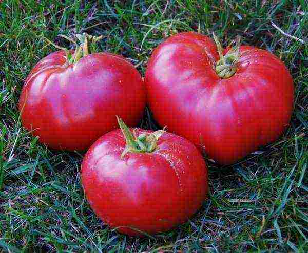 the best pink varieties of tomatoes