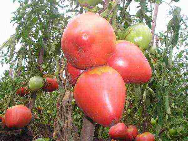 the best pink varieties of tomatoes