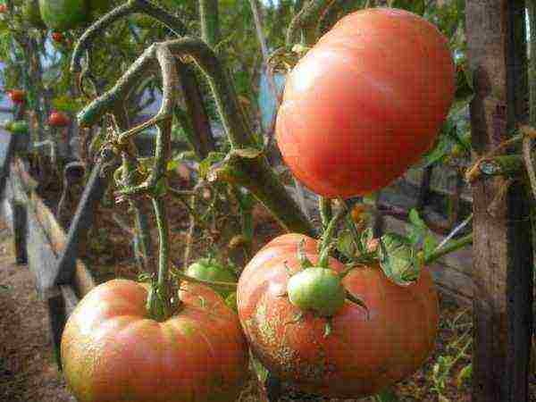 the best pink varieties of tomatoes