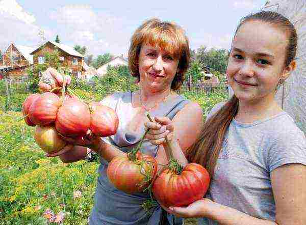 the best pink varieties of tomatoes