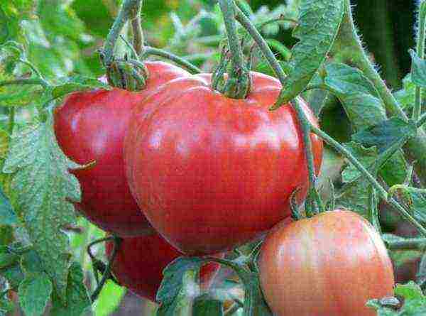 the best pink varieties of tomatoes