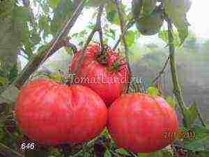 the best pink varieties of tomatoes