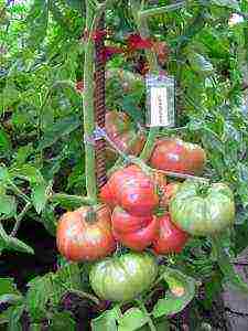 the best pink varieties of tomatoes