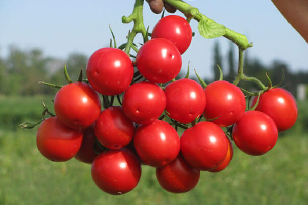 the best Siberian varieties of tomatoes