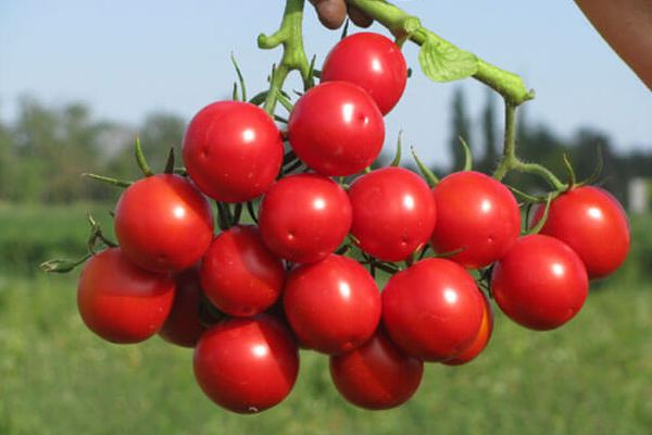 ang pinakamahusay na Siberian varieties ng mga kamatis