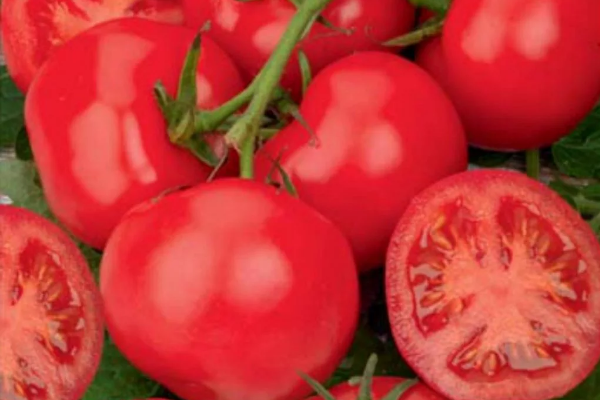 the best Siberian varieties of tomatoes