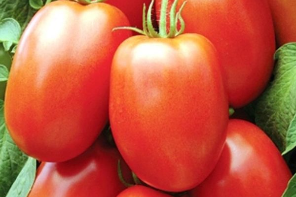 the best Siberian varieties of tomatoes