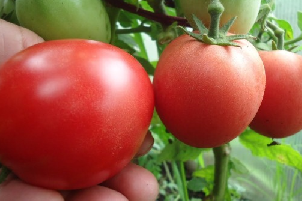 ang pinakamahusay na Siberian varieties ng mga kamatis