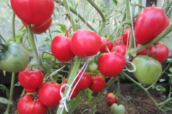 ang pinakamahusay na Siberian varieties ng mga kamatis