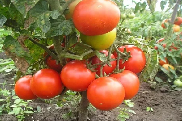 the best Siberian varieties of tomatoes