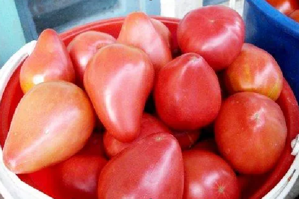 the best Siberian varieties of tomatoes