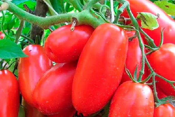 the best Siberian varieties of tomatoes