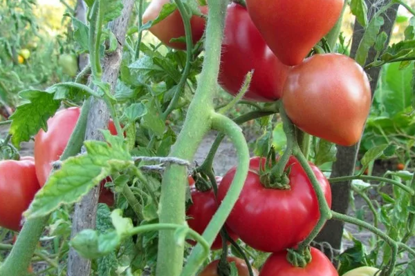 ang pinakamahusay na Siberian varieties ng mga kamatis