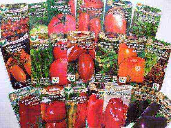 the best Siberian varieties of tomatoes