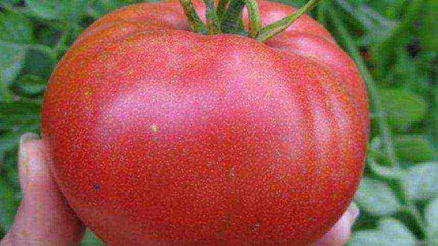 the best Siberian varieties of tomatoes