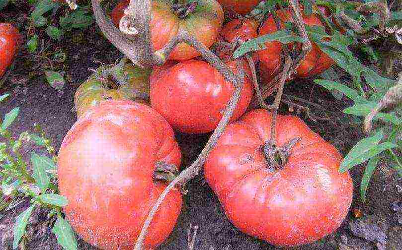 the best Siberian varieties of tomatoes