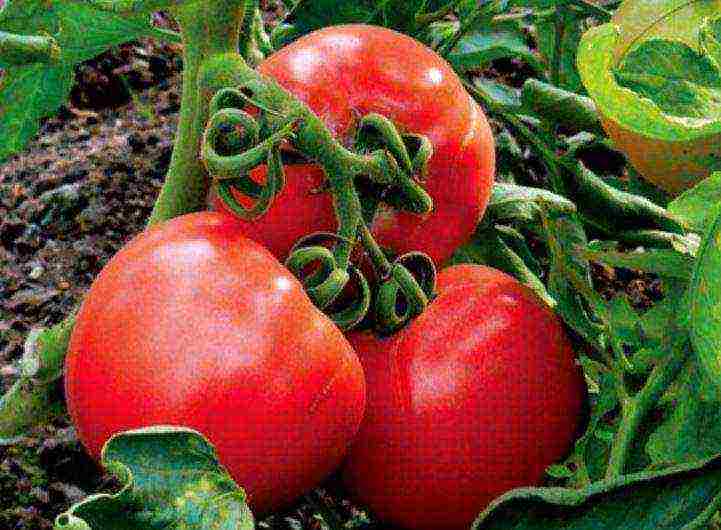 the best Siberian varieties of tomatoes