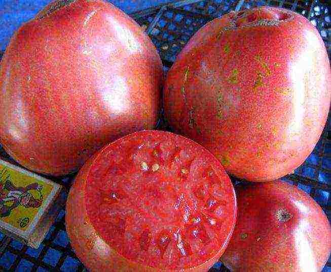 the best Siberian varieties of tomatoes