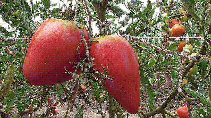 the best Siberian varieties of tomatoes