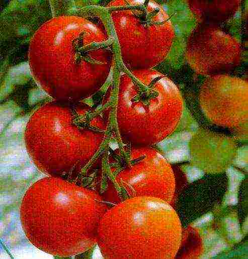 the best Siberian varieties of tomatoes