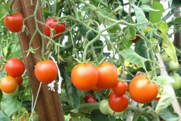 ang pinakamahusay na Siberian varieties ng mga kamatis