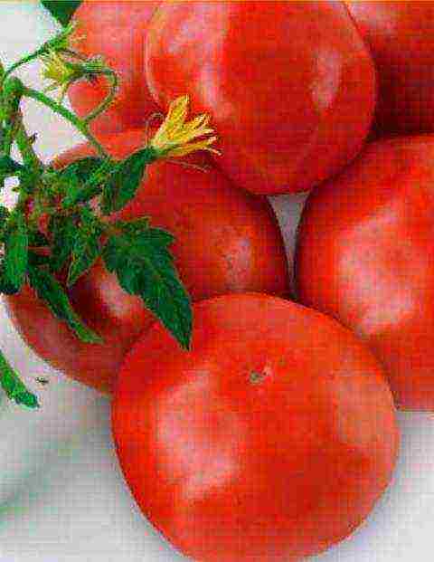 the best Siberian varieties of tomatoes