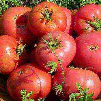 the best Siberian varieties of tomatoes