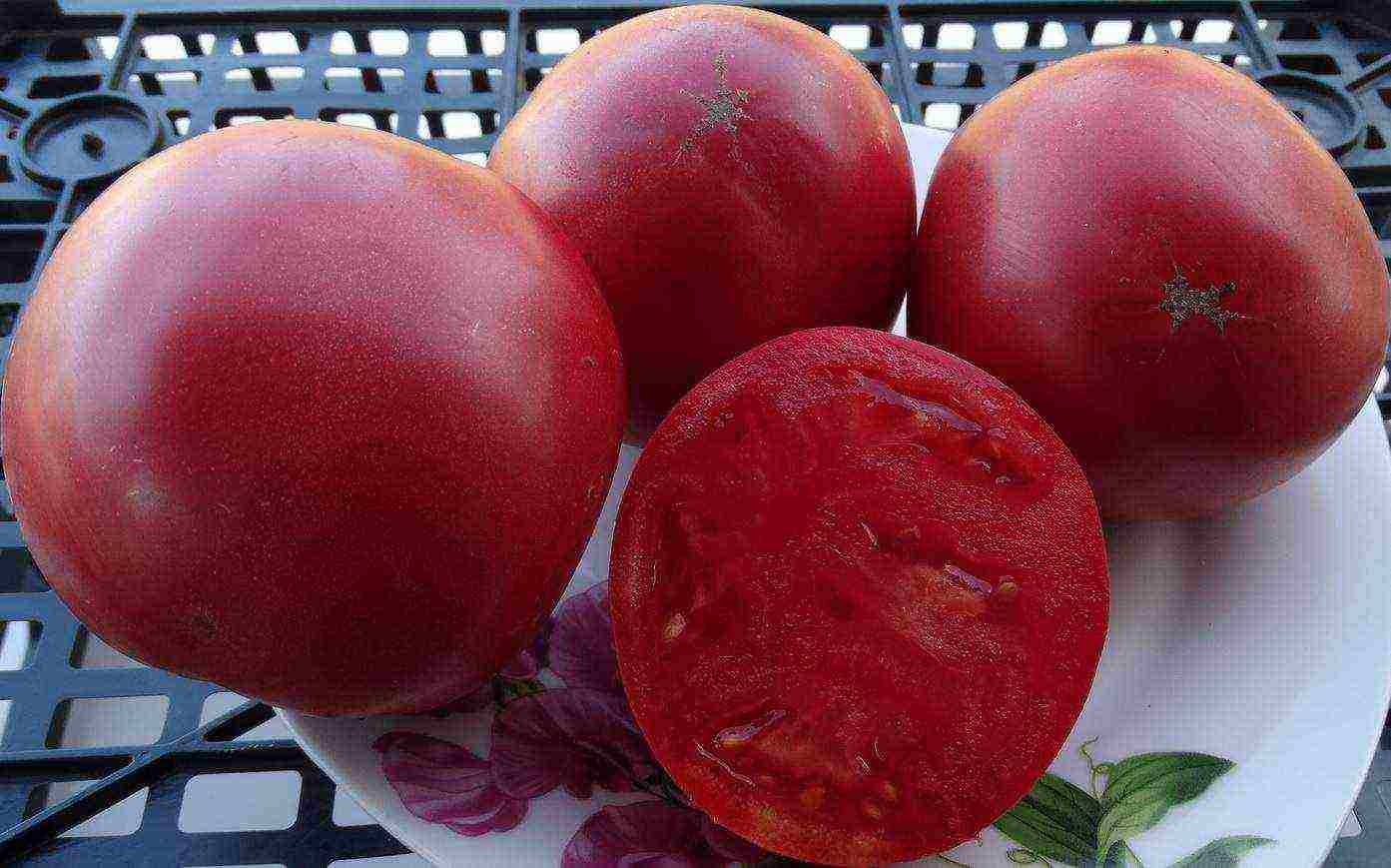 the best Siberian varieties of tomatoes