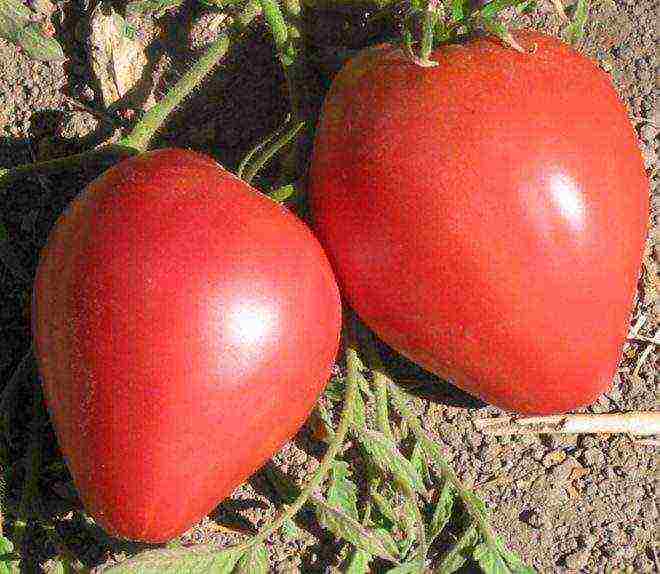 the best Siberian varieties of tomatoes