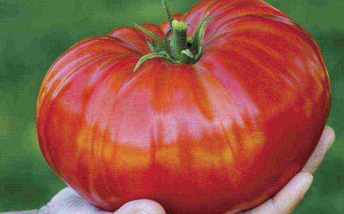 the best Siberian varieties of tomatoes