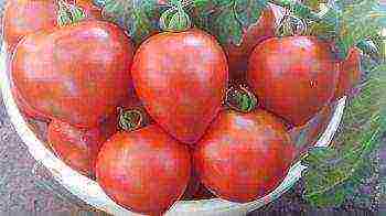 the best Siberian varieties of tomatoes