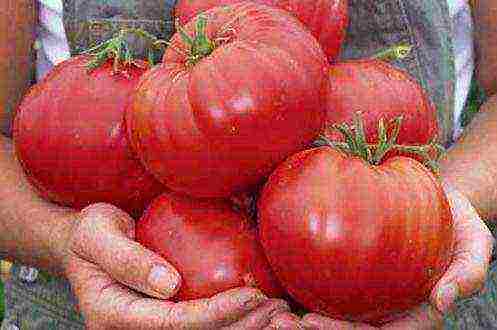 the best Siberian varieties of tomatoes