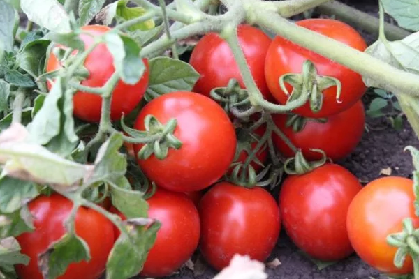 the best Siberian varieties of tomatoes