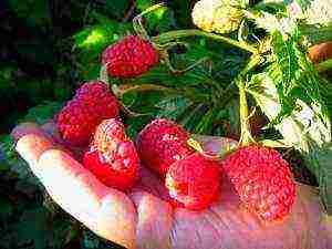 the best sweet raspberries