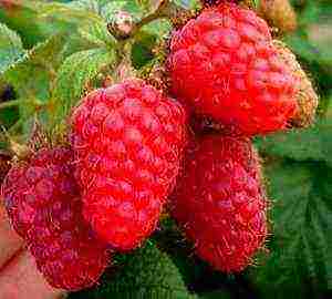 the best sweet raspberries