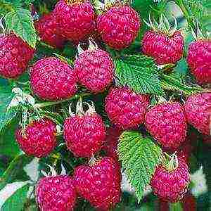 the best sweet raspberries
