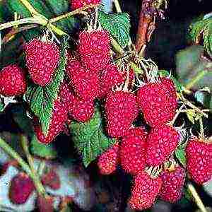 the best sweet raspberries