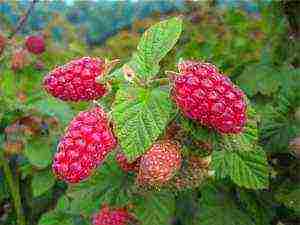 the best sweet raspberries