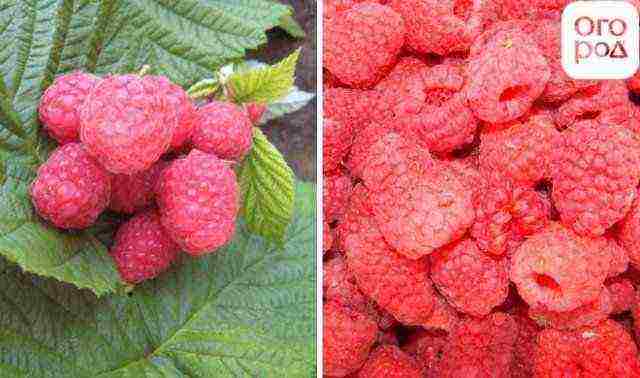 the best sweet raspberries