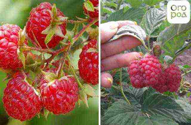 the best sweet raspberries