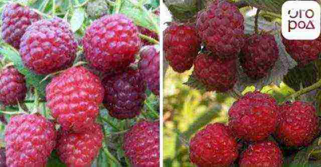 the best sweet raspberries