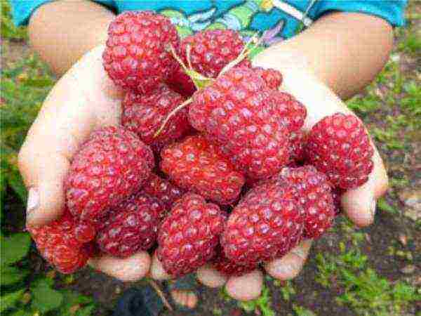 the best sweet raspberries