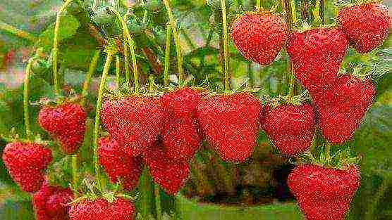 the best varieties of barnless strawberries